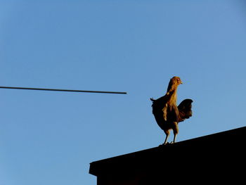 Low angle view of bird perched on blue sky