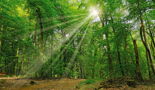 Trees in forest