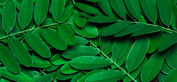 Full frame shot of green leaves