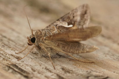 Detailed closeup on the migratory silver y moth, autographa gamma with open wings on wood