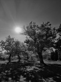 Trees on landscape against sky