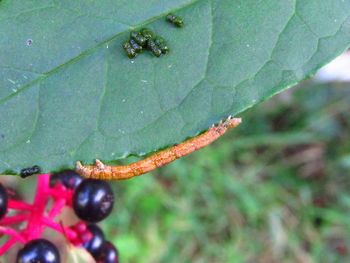 Close-up of fruit on plant