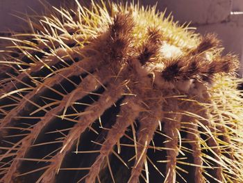 Close-up of cactus plant