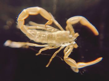 Close-up of insect on sea