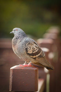 Close-up of bird perching on wooden post