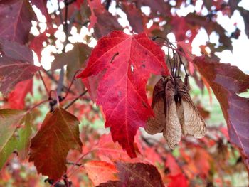 Close-up of leaves on tree