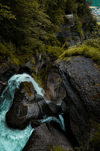 Moss growing on rocks in forest