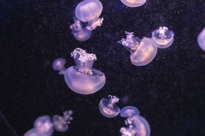 Jellyfish swimming in sea