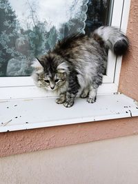 Cat relaxing on window sill