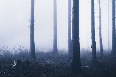 Trees in forest