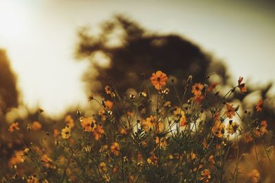 Close-up of yellow flowering plants on field