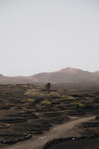 Palm tree in the middle of a volcanic wineyard in lanzarote, spain