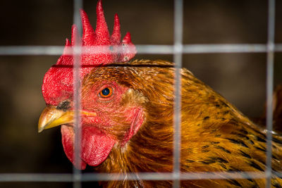 Close-up of rooster in cage