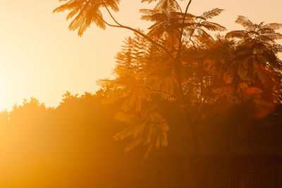 Low angle view of palm trees against sky during sunset