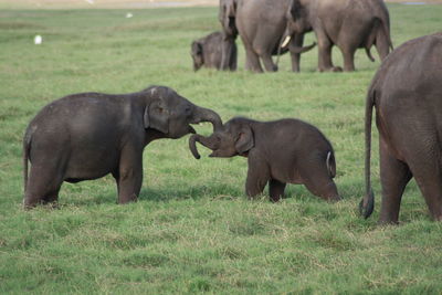 Horses grazing on grassy field