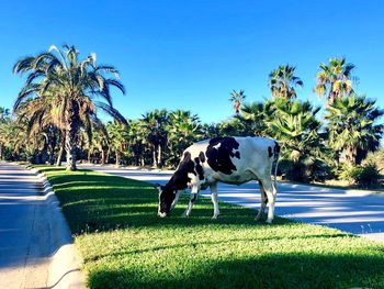 Cow eating grass on palm trees against clear blue sky