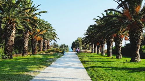 Rear view of people walking on walkway amidst palm trees in park