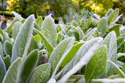 Close-up of frozen plant