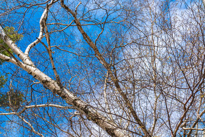 Low angle view of bare tree against blue sky