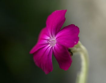 Close-up of pink flower