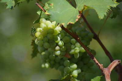 Close-up of grapes growing in vineyard