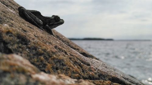 Close-up of driftwood on rock by sea against sky