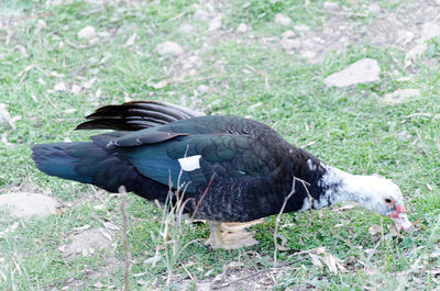 Black bird perching on field