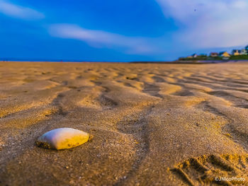 Close-up of shell on beach against sky