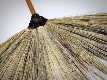 High angle view of leaf on wood against white background
