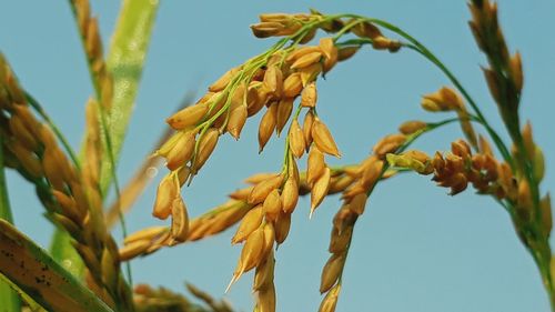 Low angle view of crops against sky