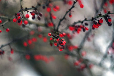 Close-up of red berry fruits on twig