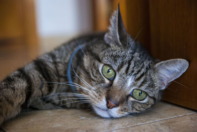 Close-up of cat resting