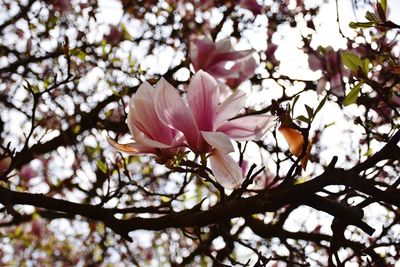 Close-up of pink cherry blossom tree