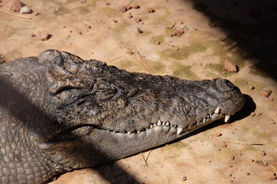 Close-up of a lying on the ground