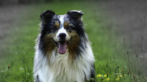 Portrait of dog on field