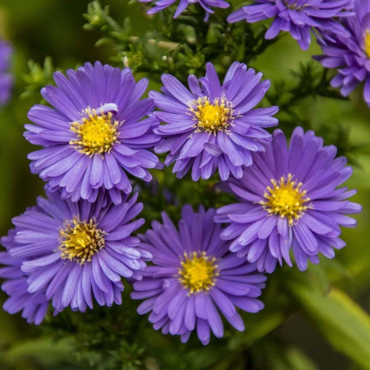 CLOSE-UP OF PURPLE FLOWERS BLOOMING