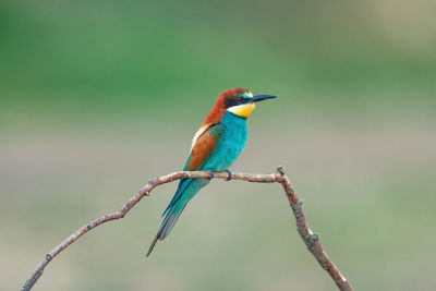 Close-up of bird perching on branch