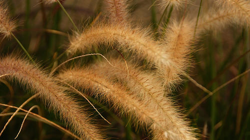 Close-up of plants at night