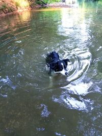 High angle view of dog swimming in lake