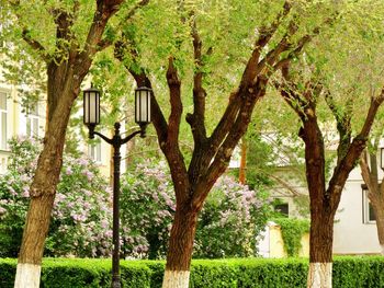 Trees growing in park