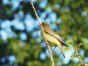 Close-up of bird perching on branch