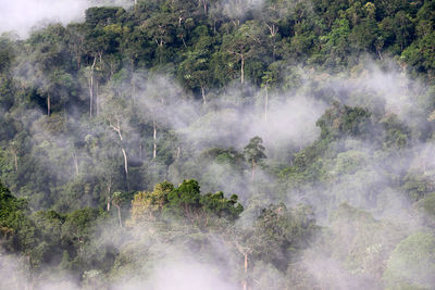 View of trees in forest