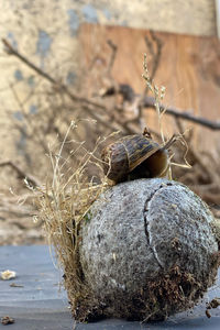 Close-up of lizard on rock