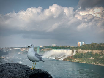 Seagull perching on a bird
