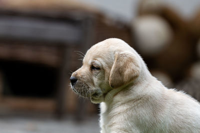 Close-up of a dog looking away