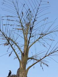 Low angle view of bare tree against clear blue sky