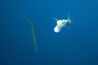 Close-up of fish swimming in sea