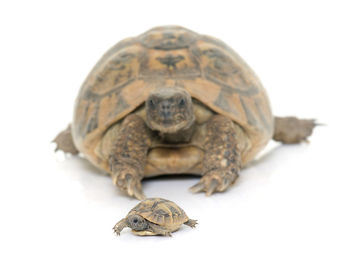 Close-up of tortoise against white background
