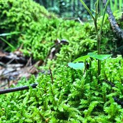 Close-up of plant in forest
