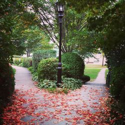 Walkway amidst trees during autumn